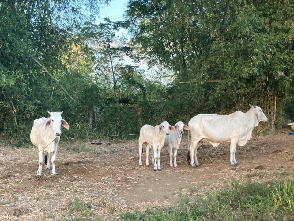 Batangas Ataalaya Farmhouse מראה חיצוני תמונה