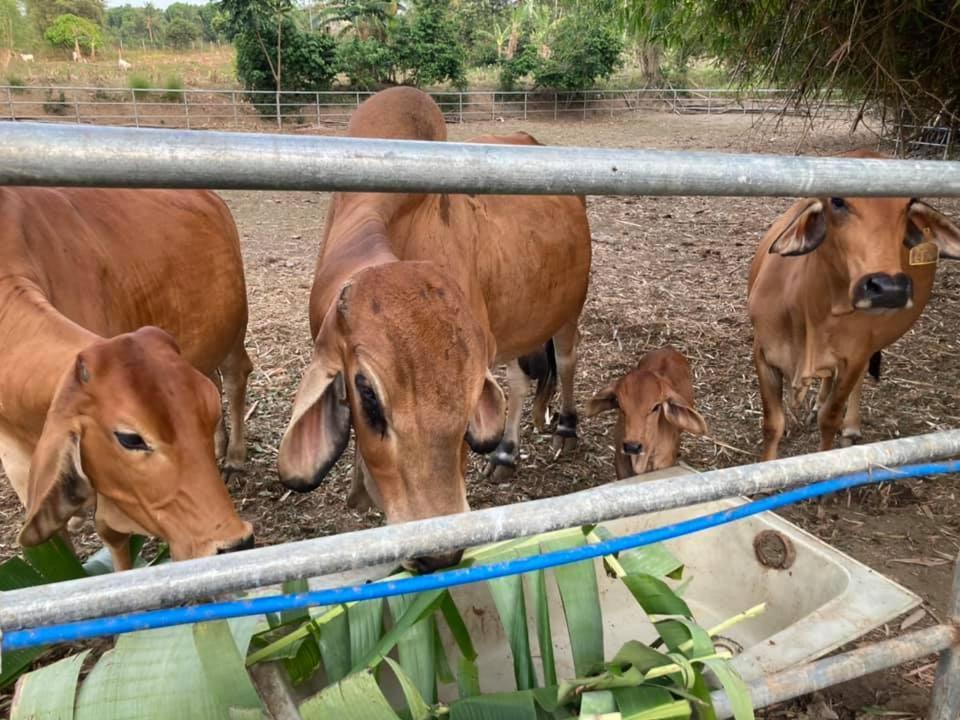 Batangas Ataalaya Farmhouse מראה חיצוני תמונה